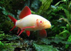 akvarijske ribe labeo1