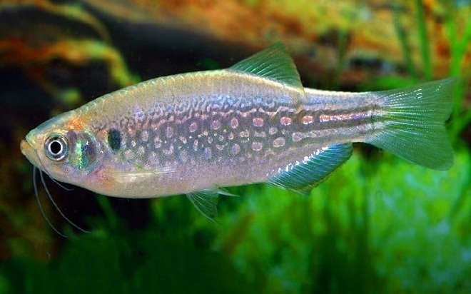 Akvárium ryby zebrafish