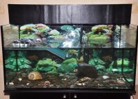 Akvarij za kornjače13