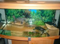 Akvarij za kornjače14