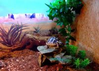 Akvárium pro želvy7
