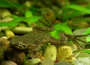 видове аквариумни жаби (Hymenohurus)