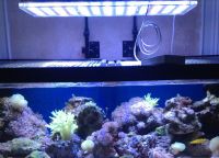 Aquarium Lighting4