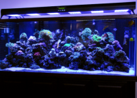 Aquarium Lighting5