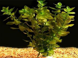 Аквариумное растение бакопа1
