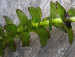 roślina akwariowa elodea1