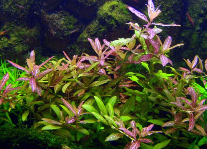 akvárium hygrofilní rostlina 1