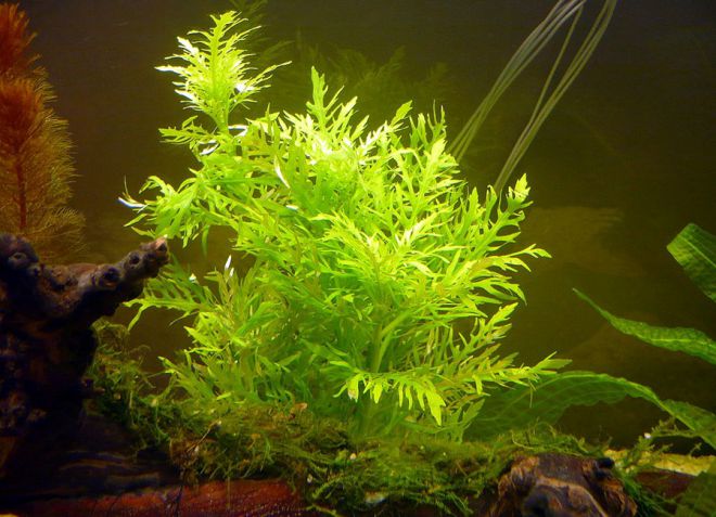 akvárium hygrophil plant 4