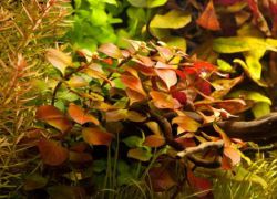 Akwarium roślinne ludwigia1