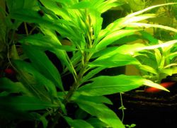 lemongrass akvarijní rostlina1