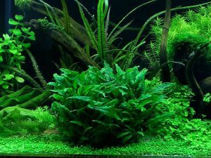 Akvarijske rastline za začetnike3