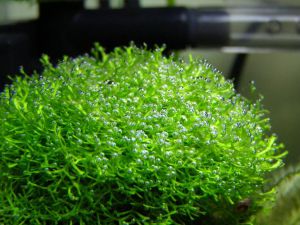 Akvarijske biljke za početnike6