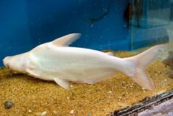 akvarijski morski psi 1