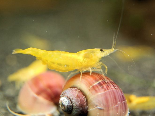 Akvárium krevety druhy