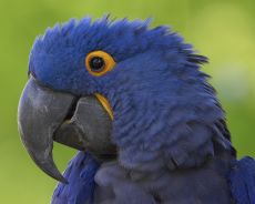 blue papoušek papoušek