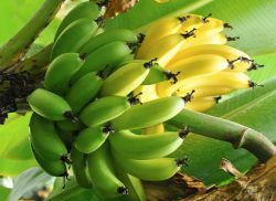 са банани полезни
