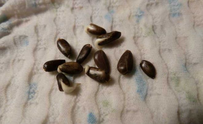 Как прорастить семена артишока