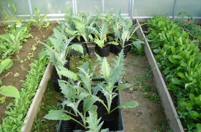 artichoke seedlings