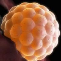 признаци на закрепване на ембриона към матката