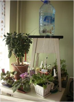 домашни поливане растения3