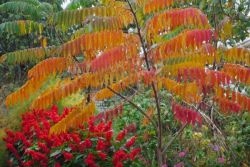 Autumnnalia - Podzimní barvy na zahradě3