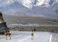 Авеню Вулканов - беспечные ламы на дороге