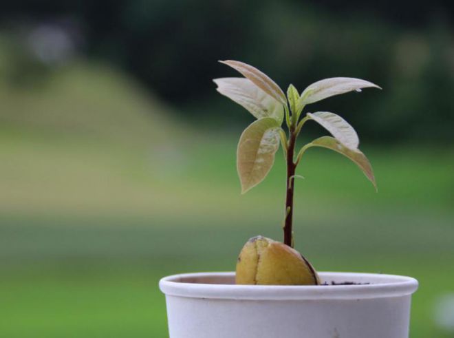 выращивание авокадо из косточки полив