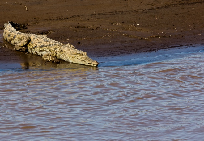 В реке обитает множество крокодилов