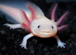 Axolotl briga i održavanje1