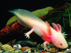 axolotl sadržaja