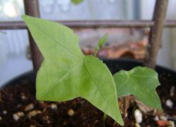 sadzenie i pielęgnacja azarina
