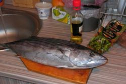 tuńczyk w przepisach kuchennych
