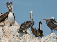 Пеликаны на островах Бальестас