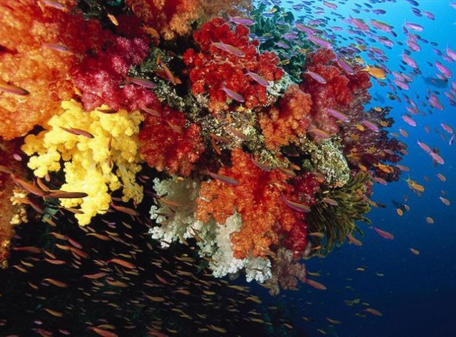 Разноцветные кораллы