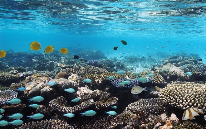 Кораллы бананового рифа