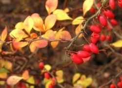 barberry Tunberga aurea sajenje in oskrba