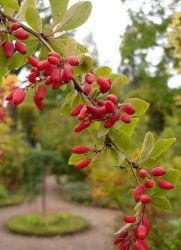 berries berberry užitečné vlastnosti