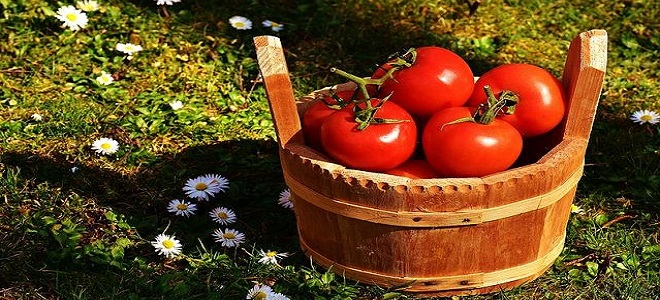 Как да сол домати в бъчви в студен път