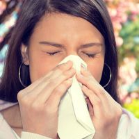 leczenie alergią liści laurowych