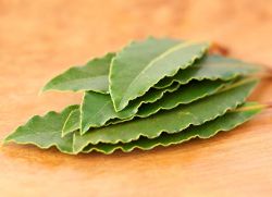 léčba diabetu bobkového listu