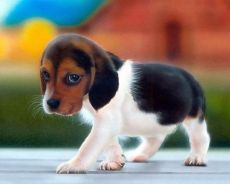 opieka nad beagle