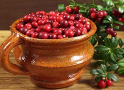bearberry полезни свойства и противопоказания как да готвя