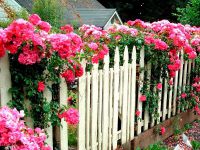 krásné dřevěné ploty kolem domu 5