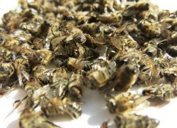 Podmorová aplikace včel v gynekologii