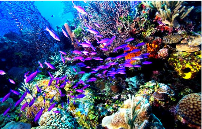 Богатый подводный мир рифа