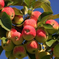ябълки за здраве