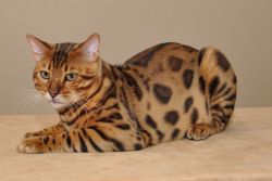 Бенгалијска мачка мачака1