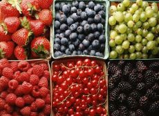 ovocné bobule stravy