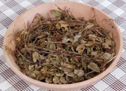 borůvkové listy léčivé vlastnosti