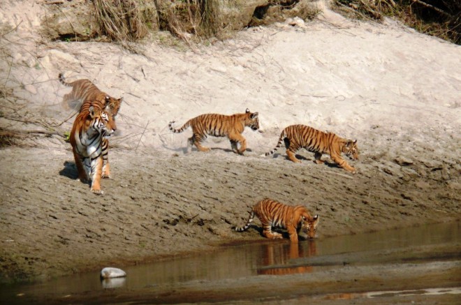 Тигры в заповеднике Бардийя